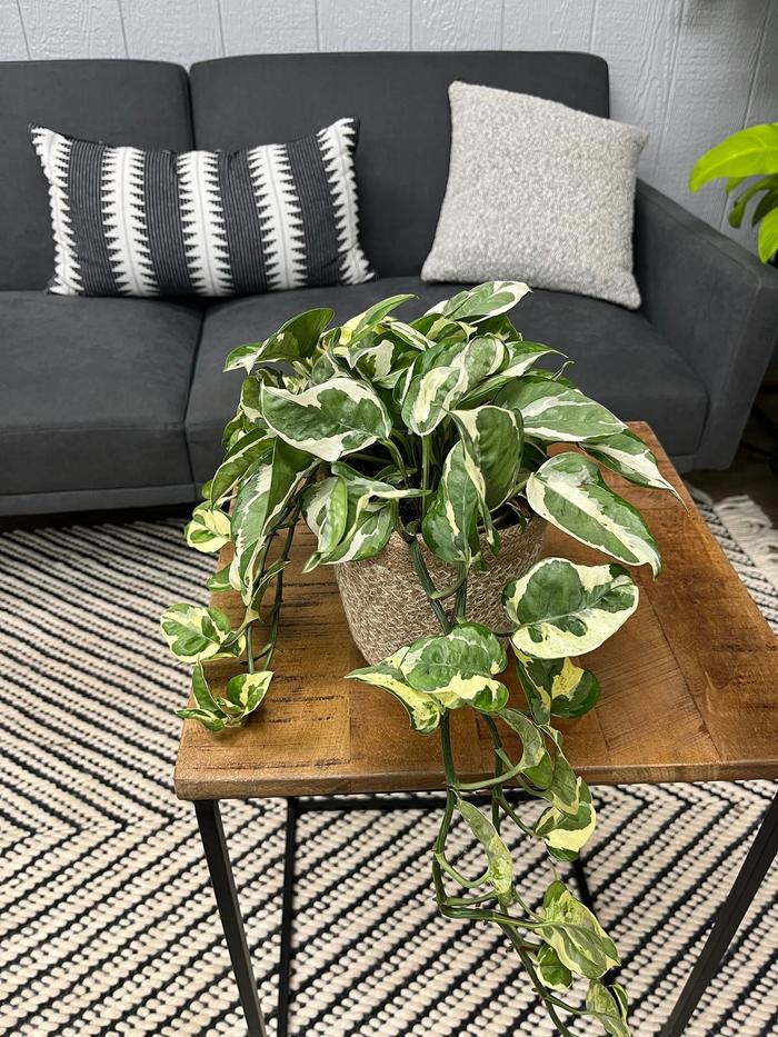'N'Joy' Pothos - Epipremnum aureum from Milmont Greenhouses