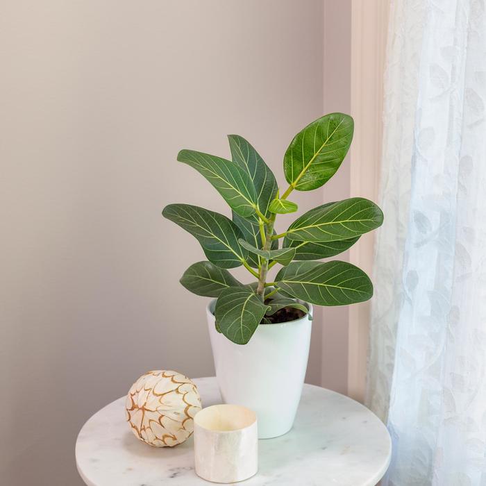 'Audrey' - Ficus benghalensis from Milmont Greenhouses