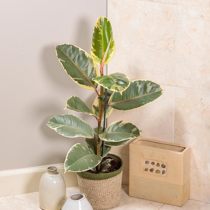 Chroma® 'Tineke' Rubber Plant - Ficus elastica from Milmont Greenhouses Chroma® 'Tineke' Rubber Plant - Ficus elastica from Milmont Greenhouses