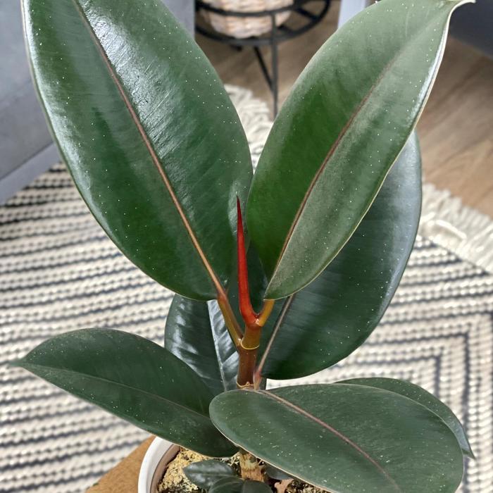 Chroma® 'Burgundy' Rubber Tree - Ficus elastica from Milmont Greenhouses Chroma® 'Burgundy' Rubber Tree - Ficus elastica from Milmont Greenhouses