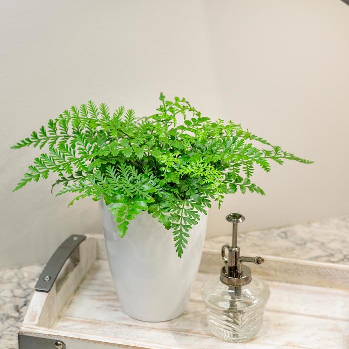 Mother Fern - Asplenium parvati from Milmont Greenhouses Mother Fern - Asplenium parvati from Milmont Greenhouses