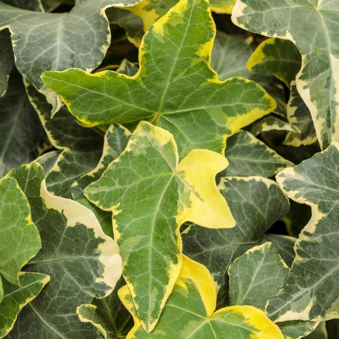'Goldchild' English Ivy - Hedera helix from Milmont Greenhouses