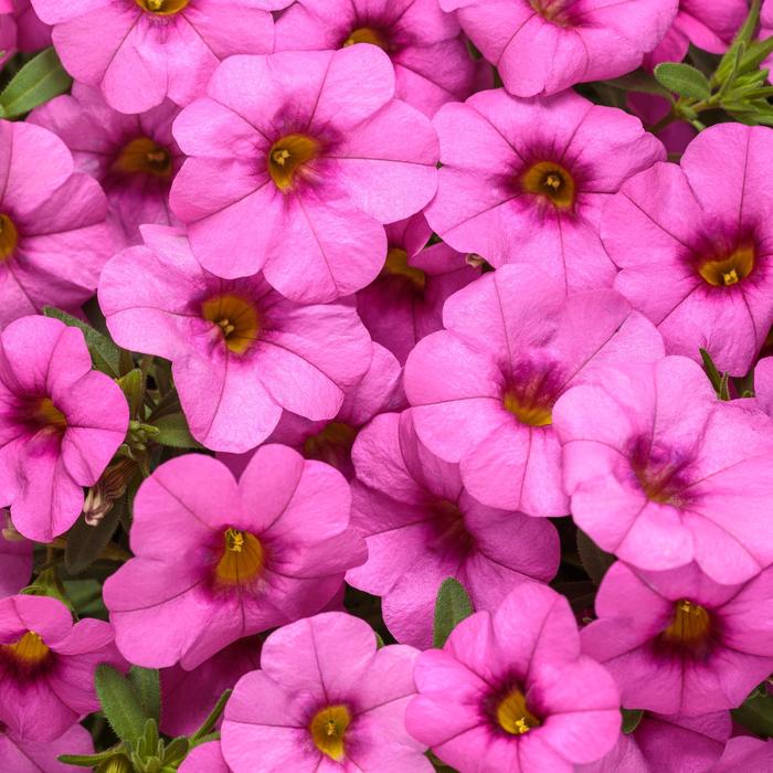 Superbells® Pink - Calibrachoa from Milmont Greenhouses