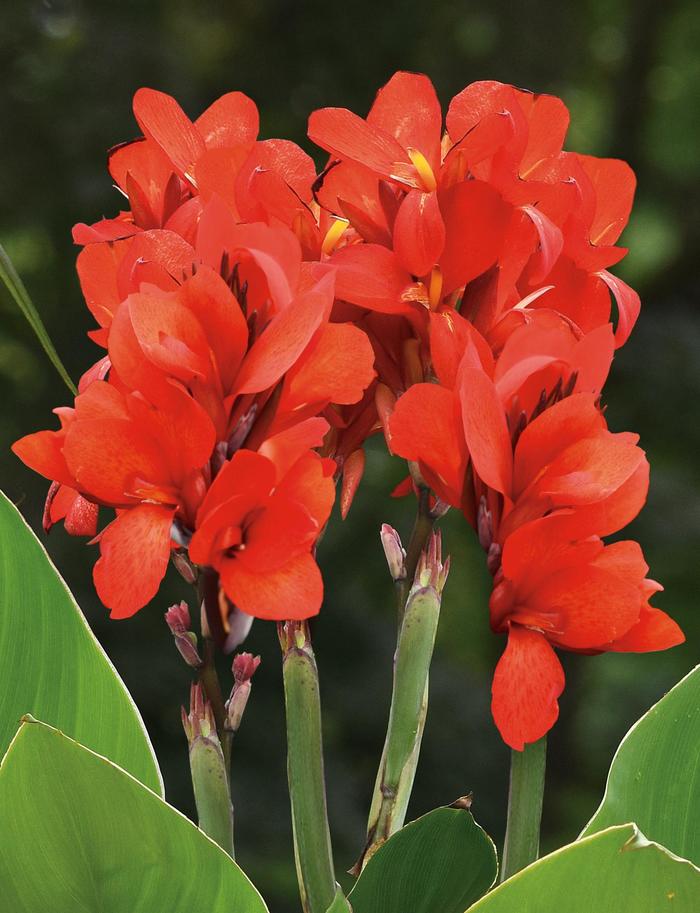 Toucan® Scarlet Improved Canna Lily - Canna x generalis from Milmont Greenhouses Toucan® Scarlet Improved Canna Lily - Canna x generalis from Milmont Greenhouses