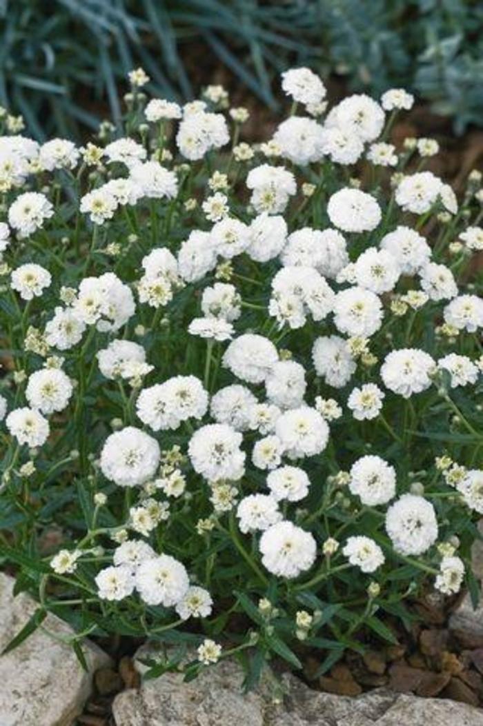 'Marshmallow' Sneezewort - Achillea ptarmica from Milmont Greenhouses