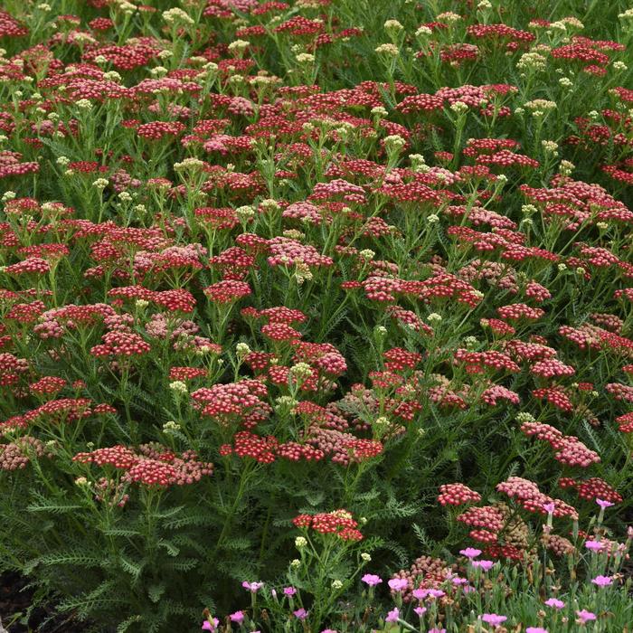 New Vintage&trade; Red - Achillea millefolium (Yarrow) from Milmont Greenhouses