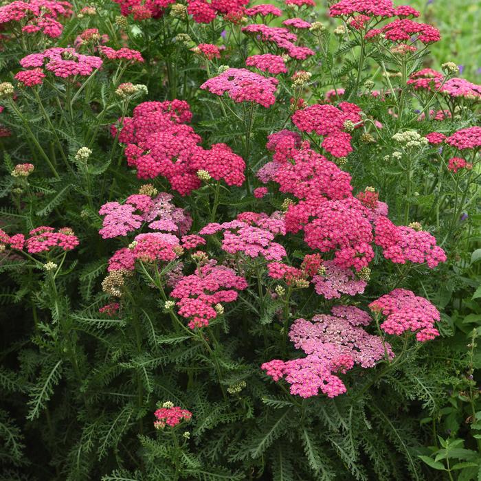 New Vintage&trade; Rose - Achillea millefolium (Yarrow) from Milmont Greenhouses