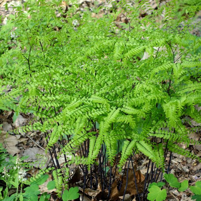 Northern Maidenhair Fern - Adiantum pedatum from Milmont Greenhouses