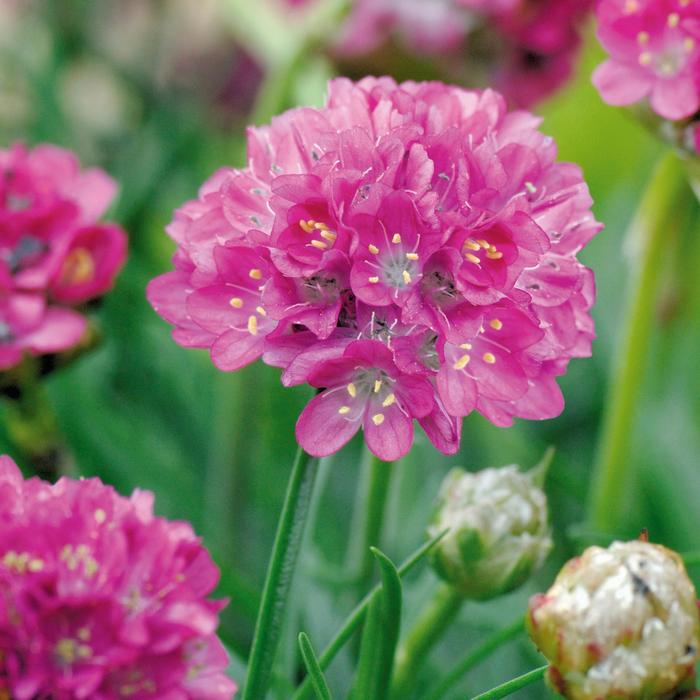 'Morning Star Deep Rose' - Armeria maritima (Sea Thrift) from Milmont Greenhouses