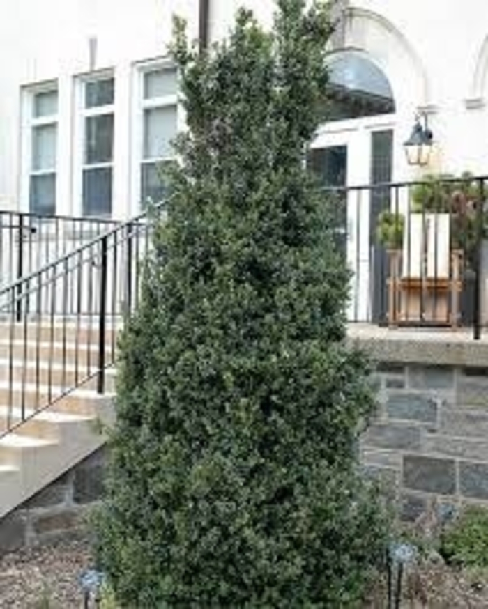 'Dee Runk' Boxwood - Buxus sempervirens from Milmont Greenhouses