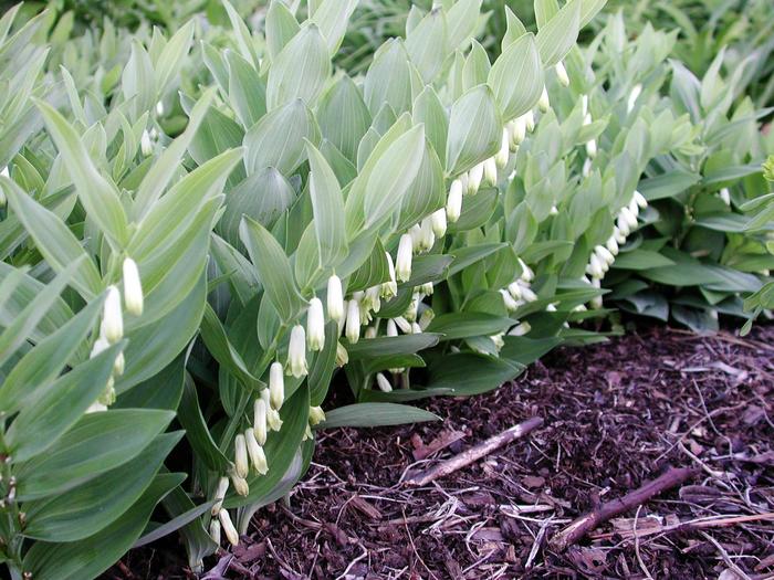 'Prince Charming' Dwarf Solomon's Seal - Polygonatum from Milmont Greenhouses