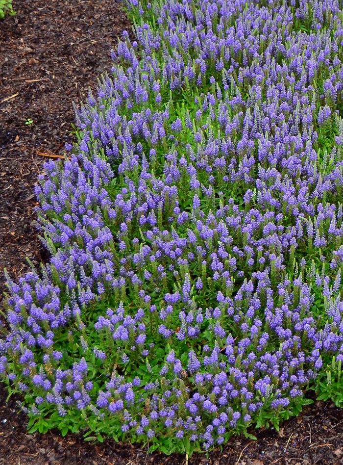 Blue Sprite Speedwell - Veronica 'Blue Sprite' PP29581 (Speedwell) from Milmont Greenhouses Blue Sprite Speedwell - Veronica 'Blue Sprite' PP29581 (Speedwell) from Milmont Greenhouses