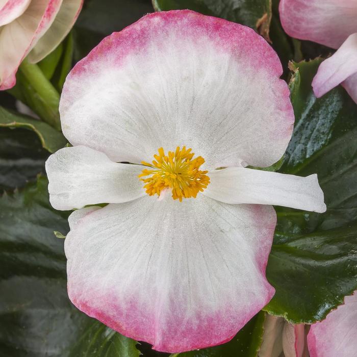 Tophat&trade; Rose Bicolor - Begonia from Milmont Greenhouses