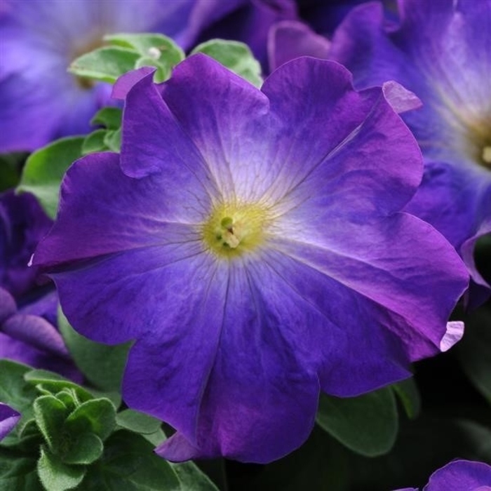 'Sophistica® Lime Green' - Petunia from Milmont Greenhouses