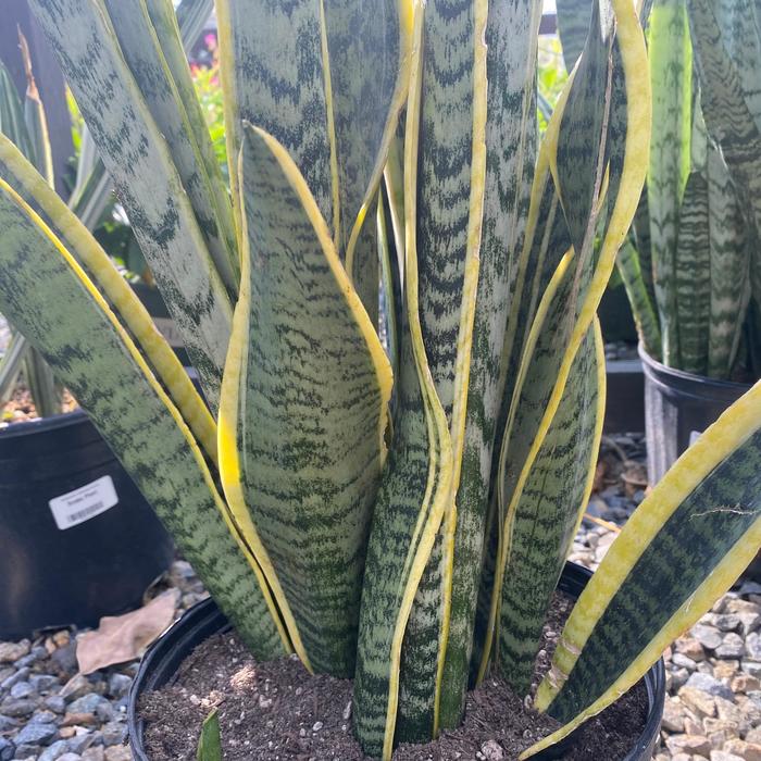 'Laurentii' Mother In-law's Tongue - Sansevieria trifasciata from Milmont Greenhouses 'Laurentii' Mother In-law's Tongue - Sansevieria trifasciata from Milmont Greenhouses