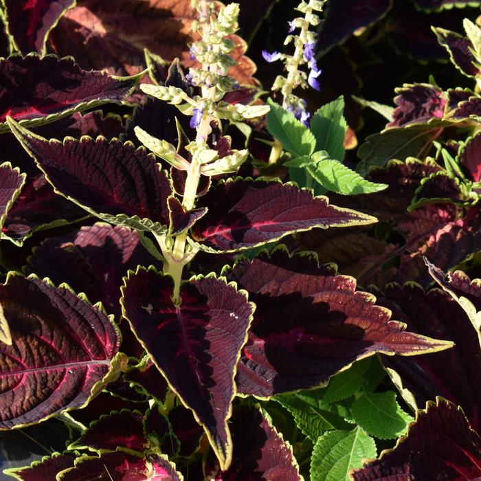 Talavera&trade; 'Pink Tricolor' - Coleus scutellarioides from Milmont Greenhouses