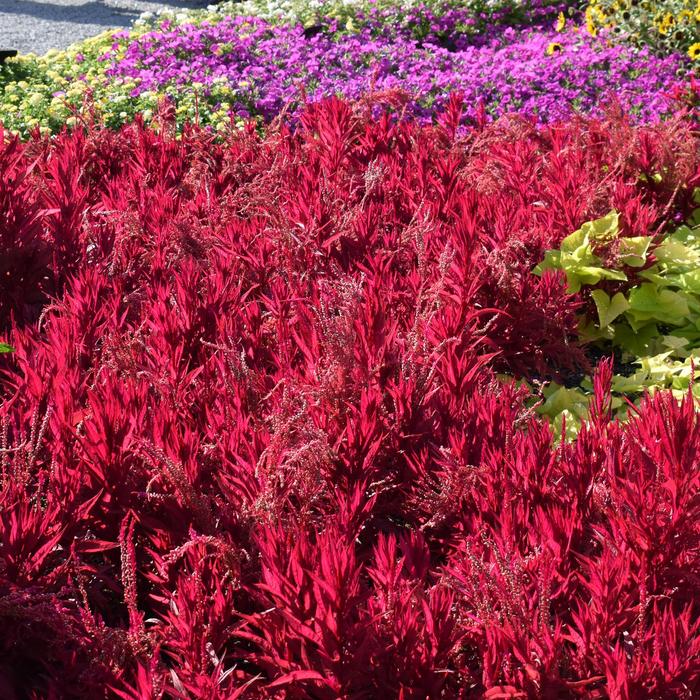 'Dragon's Breath' Cockscomb - Celosia argentea pulmosa from Milmont Greenhouses 'Dragon's Breath' Cockscomb - Celosia argentea pulmosa from Milmont Greenhouses