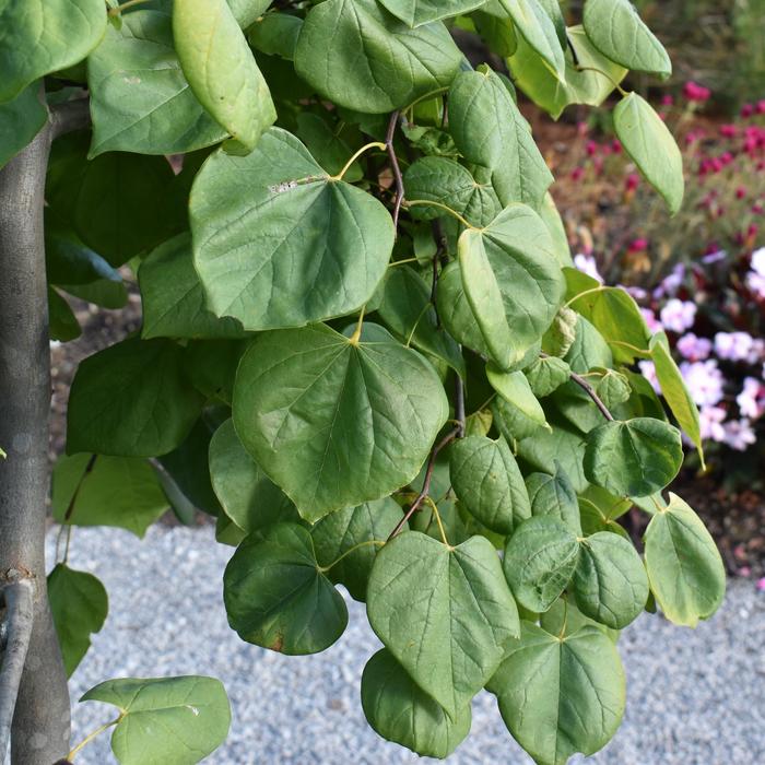 'Golden Falls®' Redbud - Cercis canadensis from Milmont Greenhouses