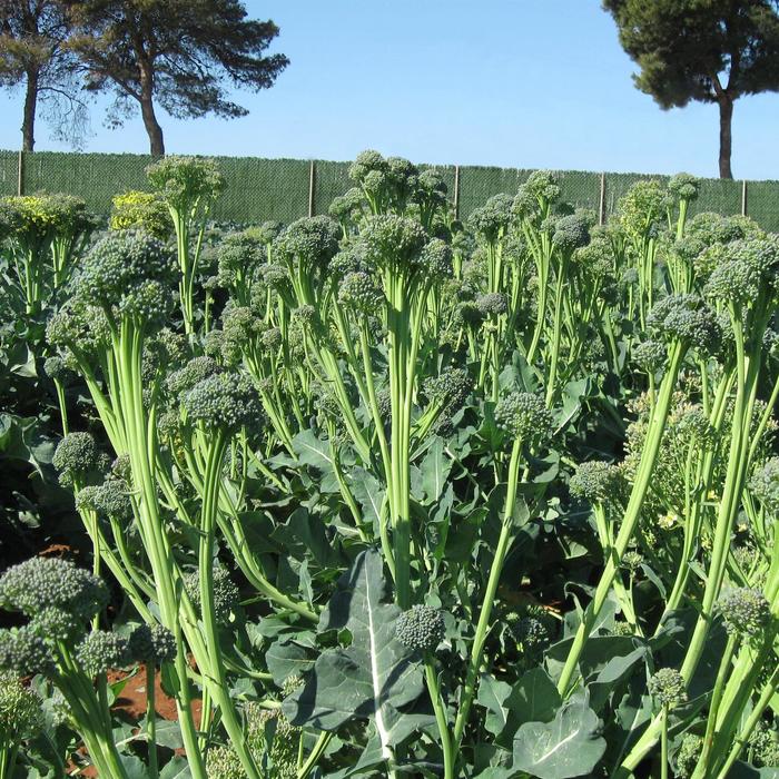 'Artwork F1' Sweet stem broccoli - Brassica oleracea Italica from Milmont Greenhouses