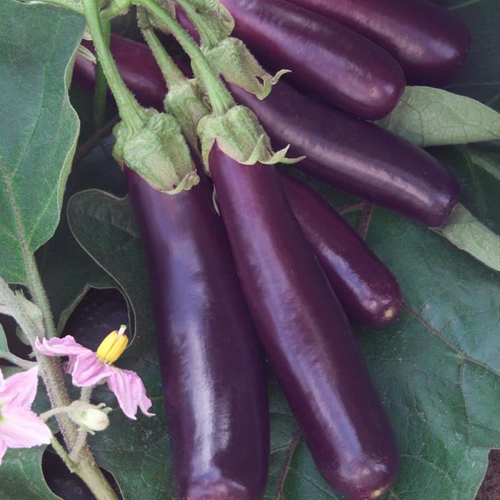 'Hansel' Eggplant - Solanum melongena from Milmont Greenhouses 'Hansel' Eggplant - Solanum melongena from Milmont Greenhouses