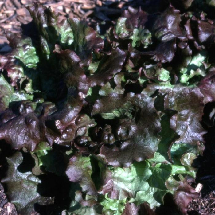 'Red Sails' Lettuce - Lactuca sativa from Milmont Greenhouses
