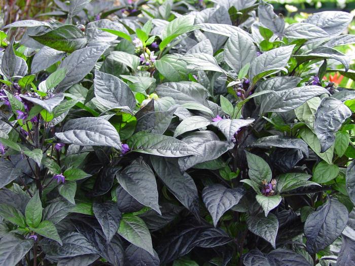'Black Pearl' Pepper - Capsicum annuum from Milmont Greenhouses