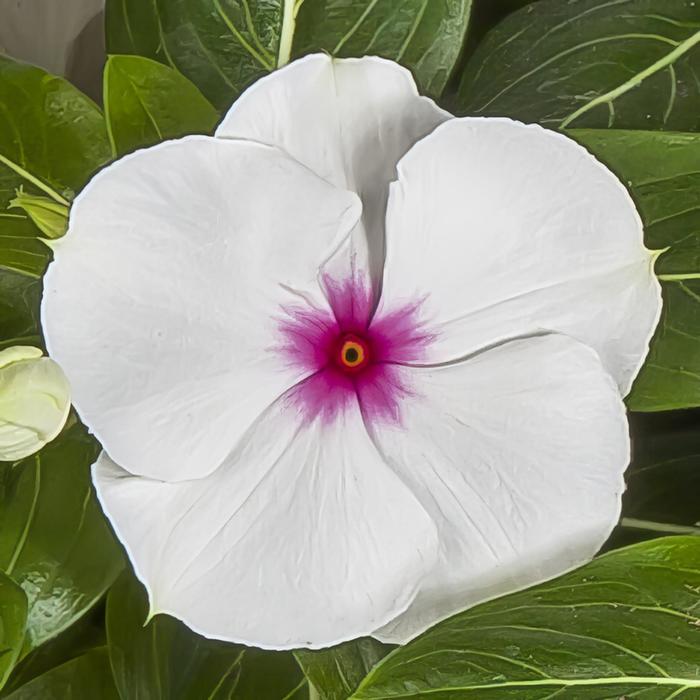 Cora&reg; XDR Polka Dot - Catharanthus roseus (Vinca) from Milmont Greenhouses