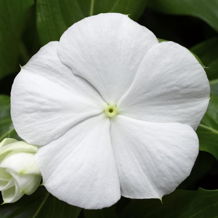 Cora&reg; Cascade XDR White - Catharanthus roseus (Annual Vinca; Periwinkle) from Milmont Greenhouses