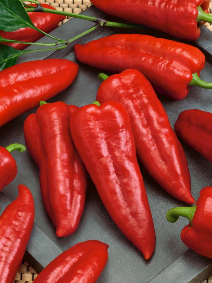 'Giant Ristra' Pepper - Capsicum annuum from Milmont Greenhouses 'Giant Ristra' Pepper - Capsicum annuum from Milmont Greenhouses
