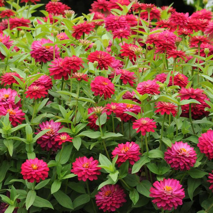 Double Zahara™ Cherry - Zinnia marylandica from Milmont Greenhouses