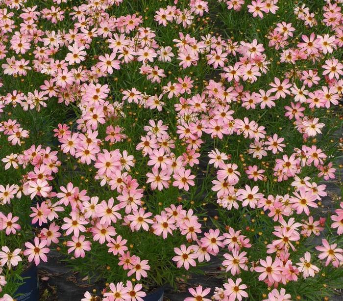Permathread&trade; 'Shades of Rose' - Coreopsis (Threadleaf Tickseed) from Milmont Greenhouses
