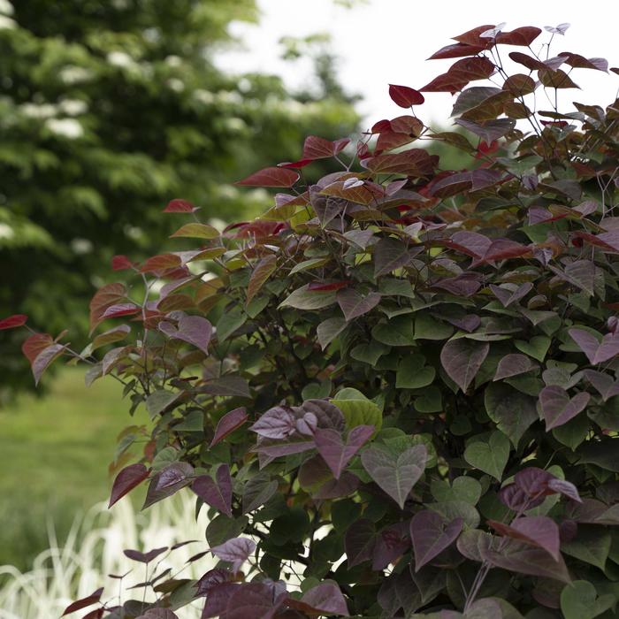 Garden Gems® Amethyst Redbud - Cercis canadensis from Milmont Greenhouses Garden Gems® Amethyst Redbud - Cercis canadensis from Milmont Greenhouses