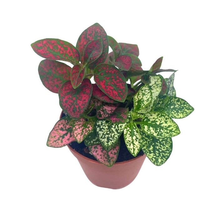 Polka Dot Plant - Hypoestes phyllostacha from Milmont Greenhouses Polka Dot Plant - Hypoestes phyllostacha from Milmont Greenhouses