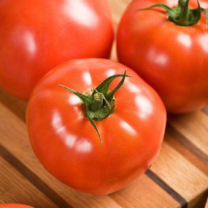 'Celebrity' Tomato - Lycopersicon esculentum from Milmont Greenhouses 'Celebrity' Tomato - Lycopersicon esculentum from Milmont Greenhouses