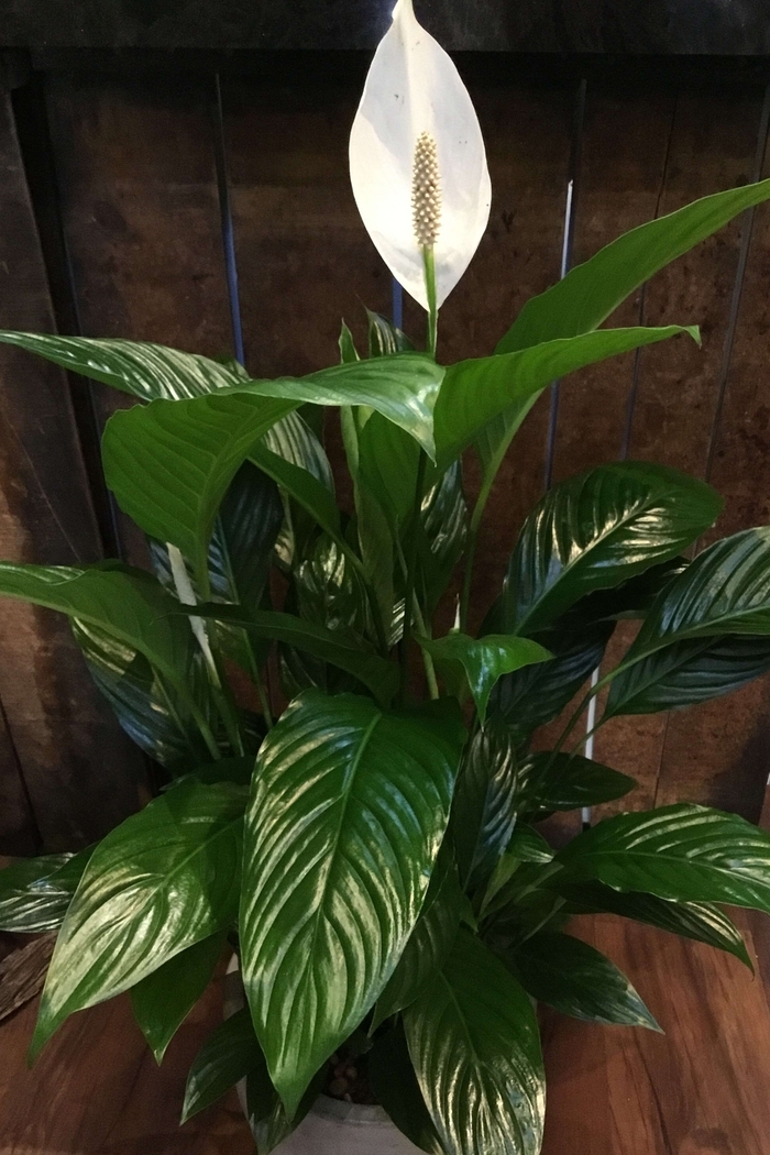 'Multiple Varieties' Peace Lily - Spathiphyllum from Milmont Greenhouses