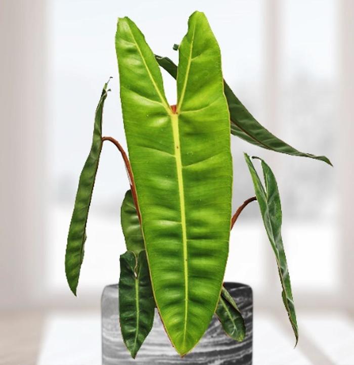 Philodendron - Philodendron billietiae from Milmont Greenhouses Philodendron - Philodendron billietiae from Milmont Greenhouses