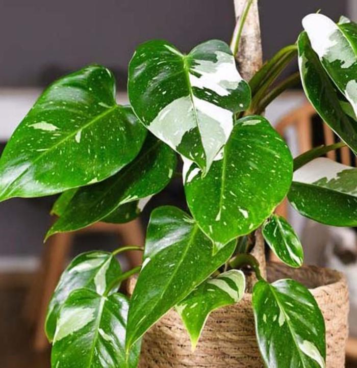 'White Princess' - Philodendron from Milmont Greenhouses