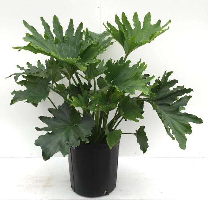 'Hope' - Philodendron selloum from Milmont Greenhouses 'Hope' - Philodendron selloum from Milmont Greenhouses