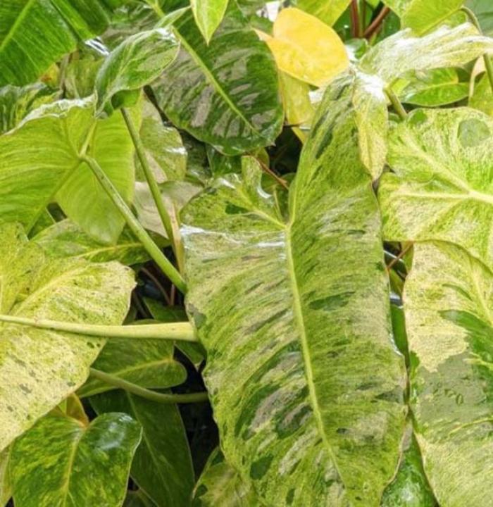 'Paraiso Verde' - Philodendron from Milmont Greenhouses 'Paraiso Verde' - Philodendron from Milmont Greenhouses