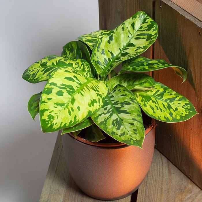 Camouflage - Homalomena wallisii from Milmont Greenhouses