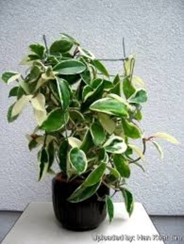 Wax Plant - Hoya carnosa from Milmont Greenhouses