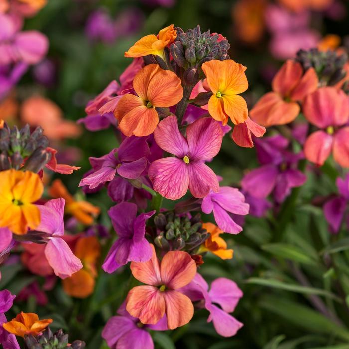 Erysistible&trade; Bronze Rose Wallflower - Erysimum linifolium from Milmont Greenhouses