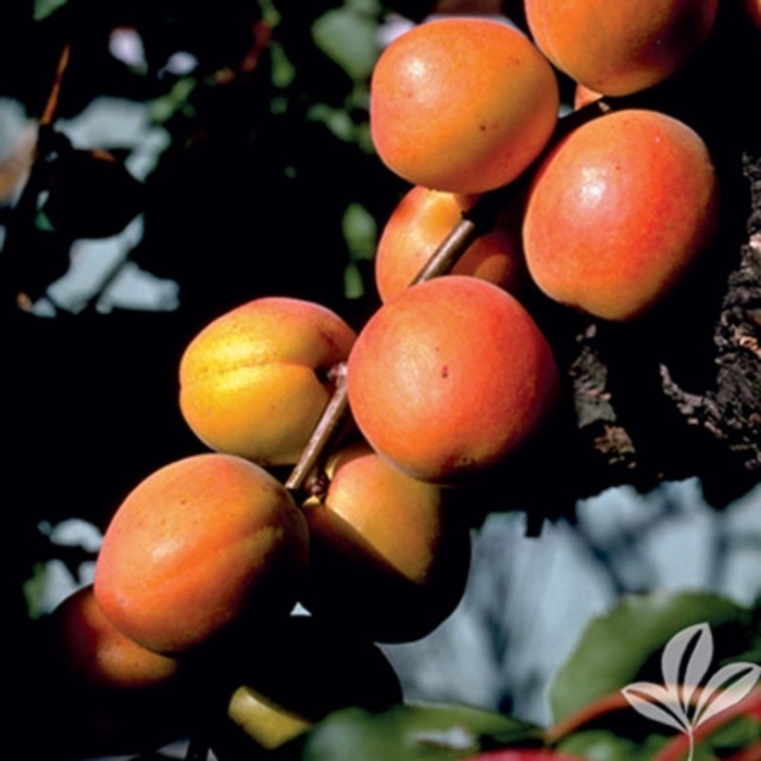 Chinese Apricot - Prunus armeniaca from Milmont Greenhouses
