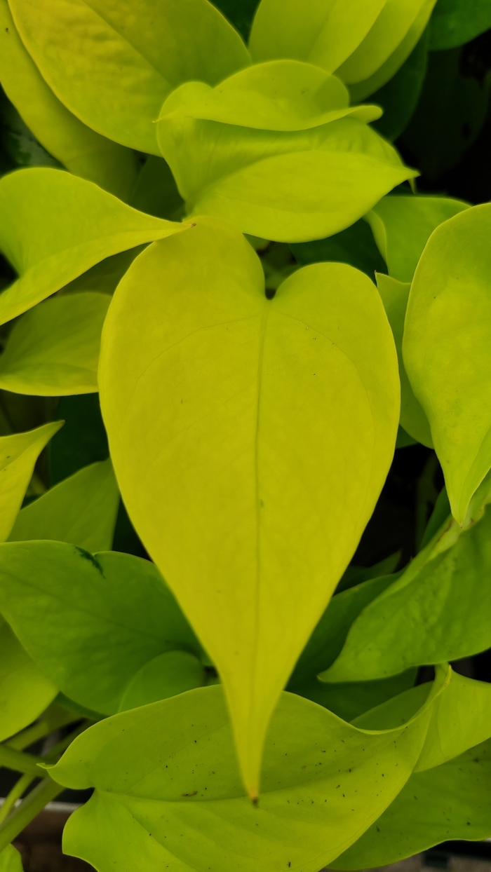 'Neon' Pothos - Epipremnum aureum from Milmont Greenhouses 'Neon' Pothos - Epipremnum aureum from Milmont Greenhouses
