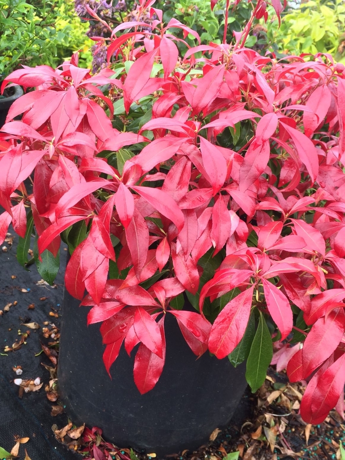 'Glowing Hearts' - Pieris japonica from Milmont Greenhouses