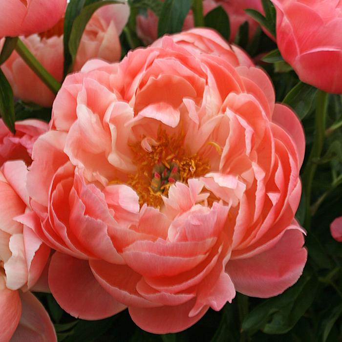 'Coral Sunset' Peony - Paeonia from Milmont Greenhouses