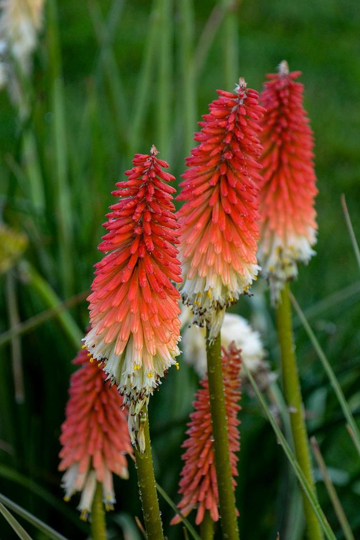 'High Roller' Red Hot Poker - Kniphofia from Milmont Greenhouses