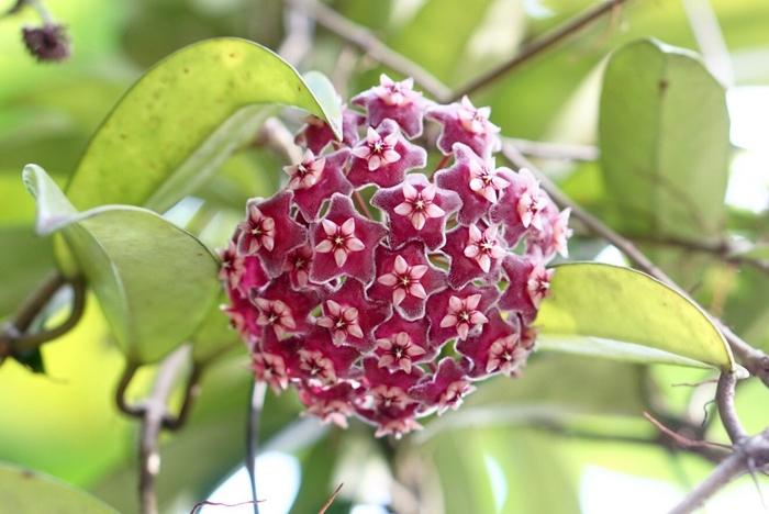 'Multiple Varieties' Wax Plant - Hoya from Milmont Greenhouses