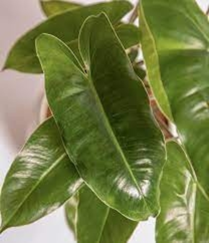 'Burle Marx' - Philodendron from Milmont Greenhouses