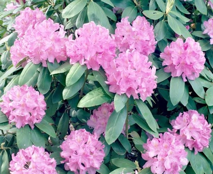 Rhododendron | 'English Roseum' | Milmont Greenhouses